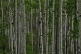 aspens on big al trail